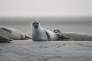 Seals-Holland
