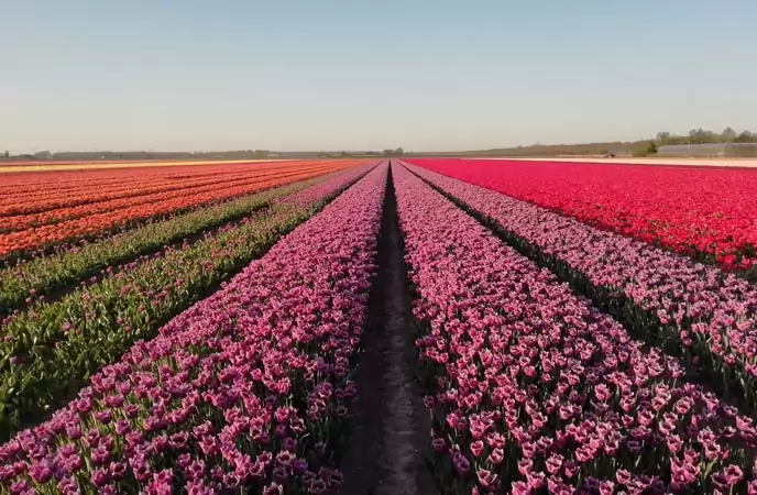 experience-tulip-field-amsterdam