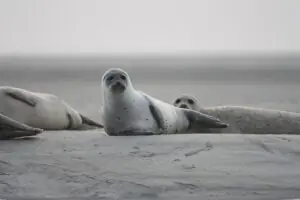 Seals-Holland Seals-Holland